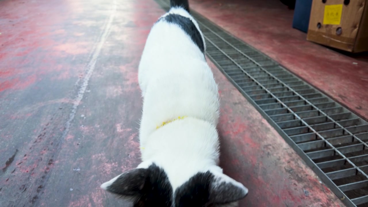 A bicolor stray cat walks along a red pavement in Bangkok, Thailand, filmed from above.