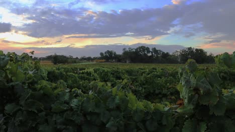 Wunderschöner-Sonnenuntergang-über-Den-Weinbergen-Des-Weinguts-–-Handaufnahme