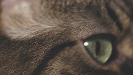 el macro de los ojos de un gato marrón.