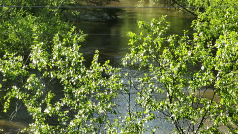 Follaje-Verde-Meciéndose-Con-El-Viento-Junto-Al-Río-Wolf-En-Collierville,-Tennessee