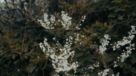 Abeja-Frente-A-Flor-Blanca