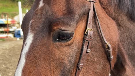 Nahaufnahme-Des-Pferdekopfes-Und-Des-Auges-Eines-Weißen-Und-Braunen-Pferdes-Mit-Zaumzeug-Auf-Einer-Ranch