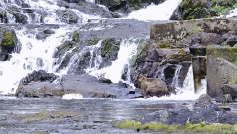 brown bear fishing for salmon at pavlof river flowing into freshwater bay in pavlof harbor on baranof island in southeast alaska