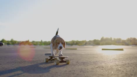 beagle skateboarder dog trains on a board in the parking. slow motion.