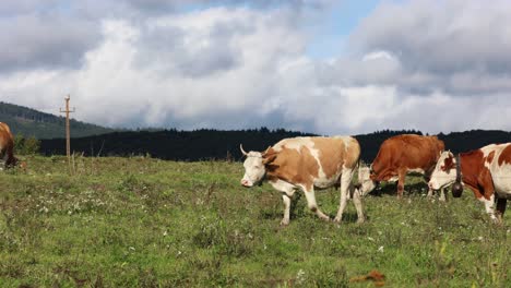 Herd-Of-Grazing-Cows-On-A-Field-In-Sunny-Morning