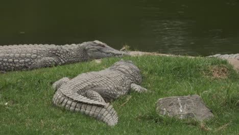 crocodiles resting by the water