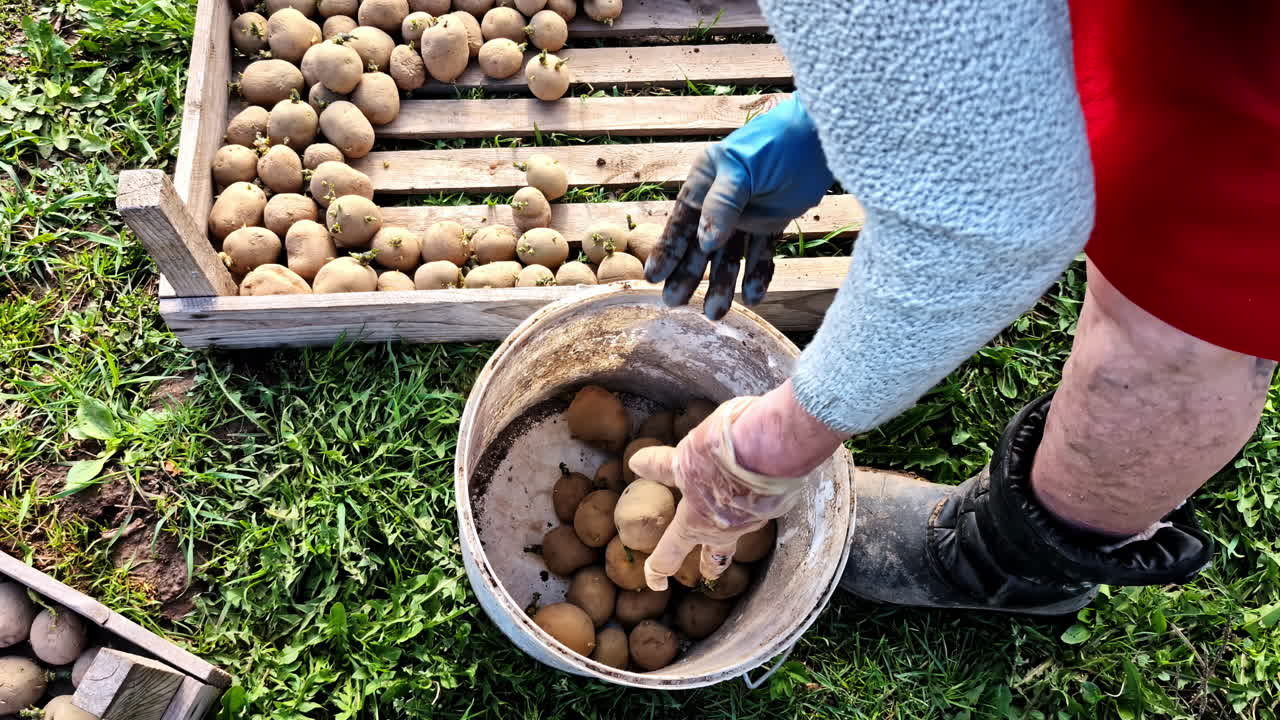 Grandmother sorting seed potatoes into crate and bucket outdoors
