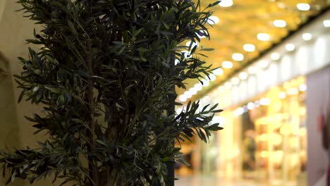 olive tree in a shopping mall