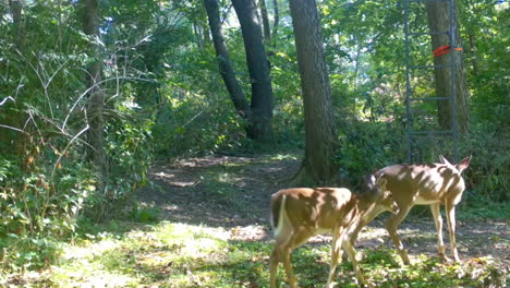 female whitetail deer with her yearling walking across a clearing in the woods in early autumn in central illinois