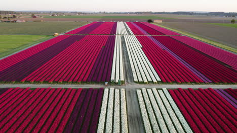 Vista-Aérea-Siguiendo-Largas-Filas-De-Coloridas-Flores-De-Tulipanes,-En-Una-Tarde-De-Primavera