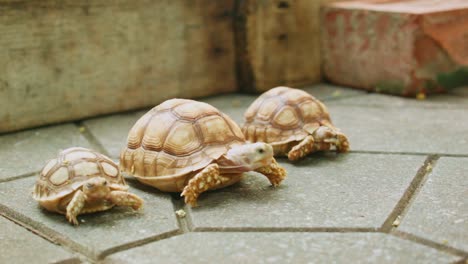 dos pequeñas y una gran tortuga sentadas en un suelo de piedra, la tortuga grande se aleja en cámara lenta, primer plano a la luz del sol, estática