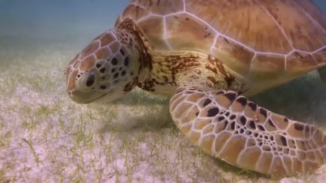 tortuga 64