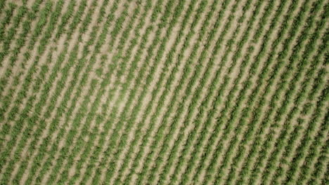 aerial birds eye flight above growing seed on farmland field in countryside