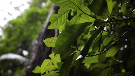 Detail,-backlit-view-of-leafs-from-the-walking-trail,-Natural-Bridge,-Springbrook-National-Park