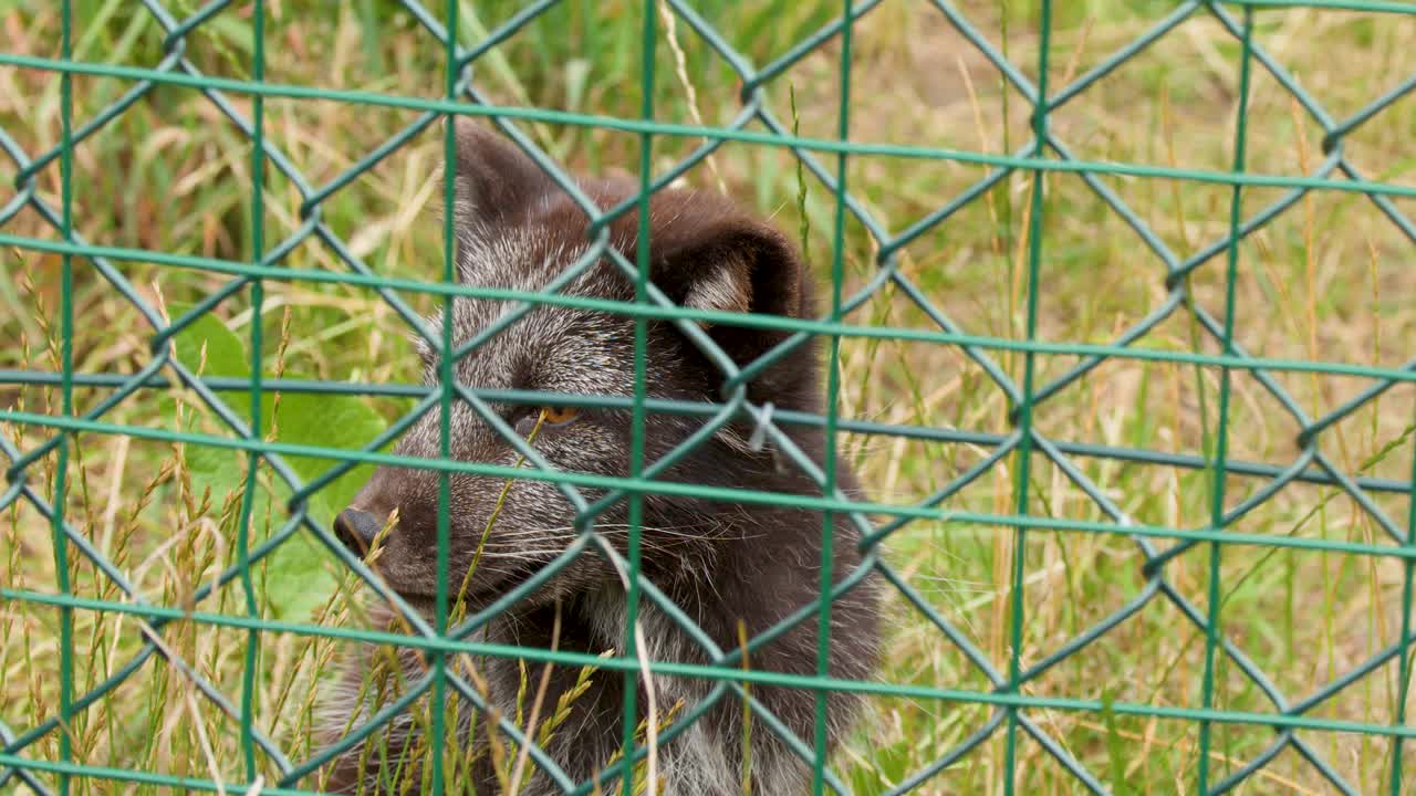 Arctic fox behind wire fence turns head, natural daylight, grassy enclosure, medium static shot