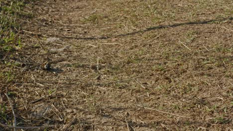 Tiny-dung-beetle-rolling-piece-of-crap-on-natural-surface,-distance-handheld-view