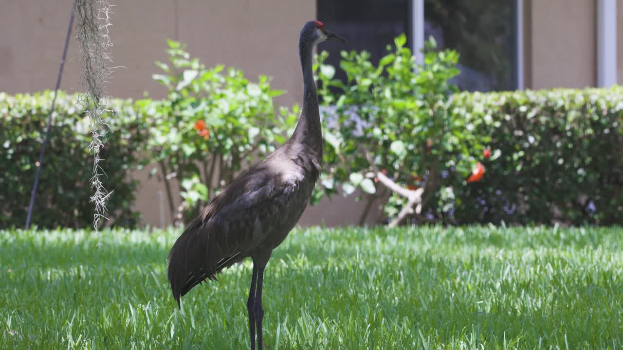 A young heron stands alert on a manicured lawn near residential landscaping