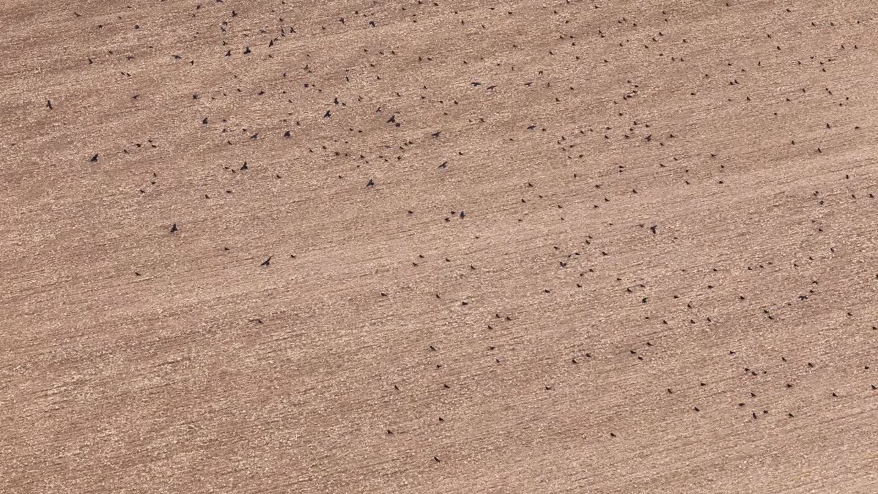 황금색 경작 된 농경지 초원 에서 먹이 를 찾는 큰 새 무리 위 의 공중 시야