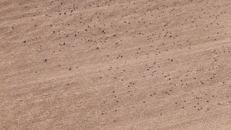 aerial view birdseye over large flock of birds foraging on golden ploughed farmland meadow