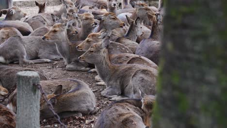 Herde-Friedlicher-Hirsche-Ruht-Auf-Dem-Boden-In-Nara,-Japan,-Umgeben-Von-Natur