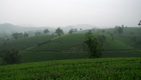 Tea plantation rows of neatly pruned bushes covering rolling hills agricultural cultivation Vietnam