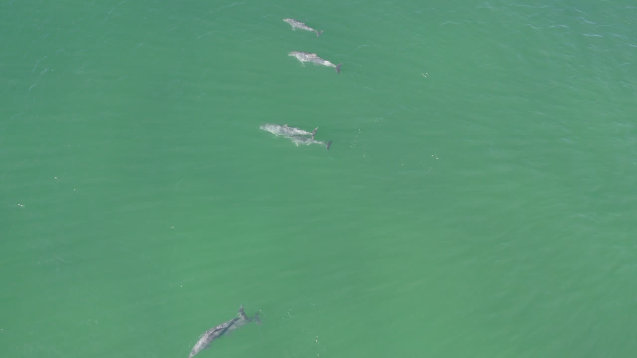 manada de delfines nariz de botella flotando en las tranquilas aguas del mar bajo el sol en australia