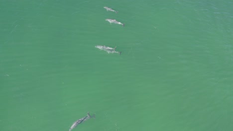 Pod-Of-Bottlenose-Dolphins-Floating-In-The-Calm-Waters-Of-Sea-Under-The-Sun-In-Australia