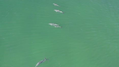 manada de delfines nariz de botella flotando en las tranquilas aguas del mar bajo el sol en australia