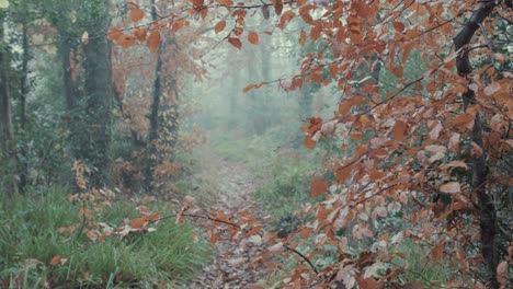 Camino-Del-Bosque-A-Través-De-La-Vegetación-De-Color-Otoñal-Entre-La-Niebla