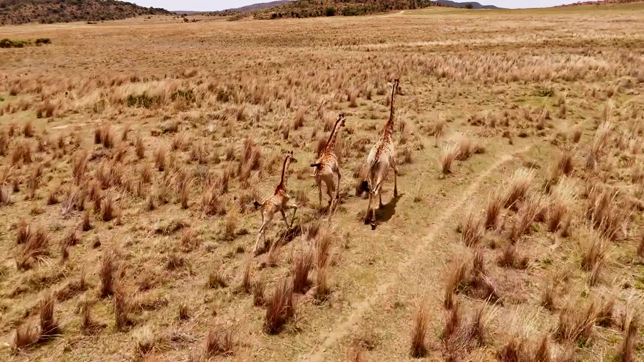 Família de girafas galopando pela savana africana dourada, exibindo união e graça