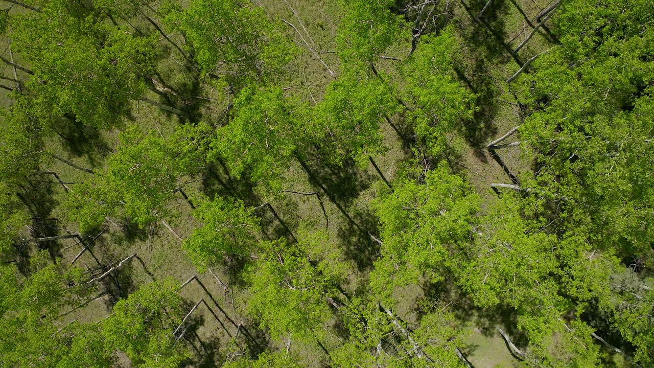 Aspen Tree spring yellow purple flower in Colorado forest cinematic aerial drone lush green grass after rain day peaceful Rocky mountain hiking trails Denver Evergreen Conifer top down upward circle