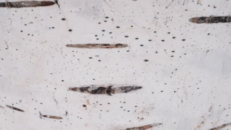 texture of birch tree bark with black spots as background