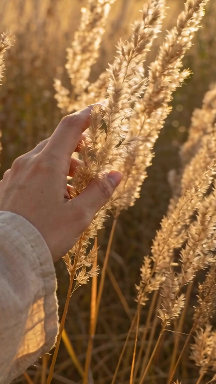 Mano femminile con manica chiara che si muove tra erbe alte e secche in un campo al tramonto, toccando le spighe.