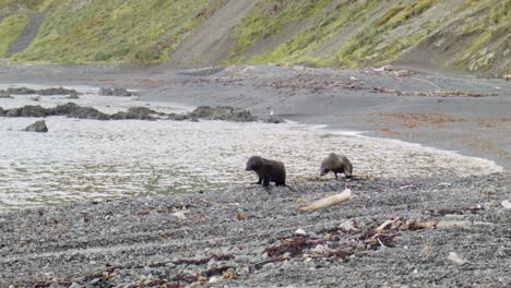 Dos-Crías-De-Lobo-Marino-Caminando-Juntos-En-Una-Playa-Pedregosa-En-La-Costa-Sur-De-Wellington,-Nueva-Zelanda