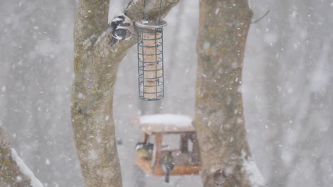 rack focus from great tits in feeder to woodpecker eating suet