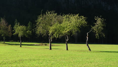 Apple-orchard-in-autumn,-mountains-in-background,-Logarska-dolina,-Slovenia,-4k,-pan-left-to-right