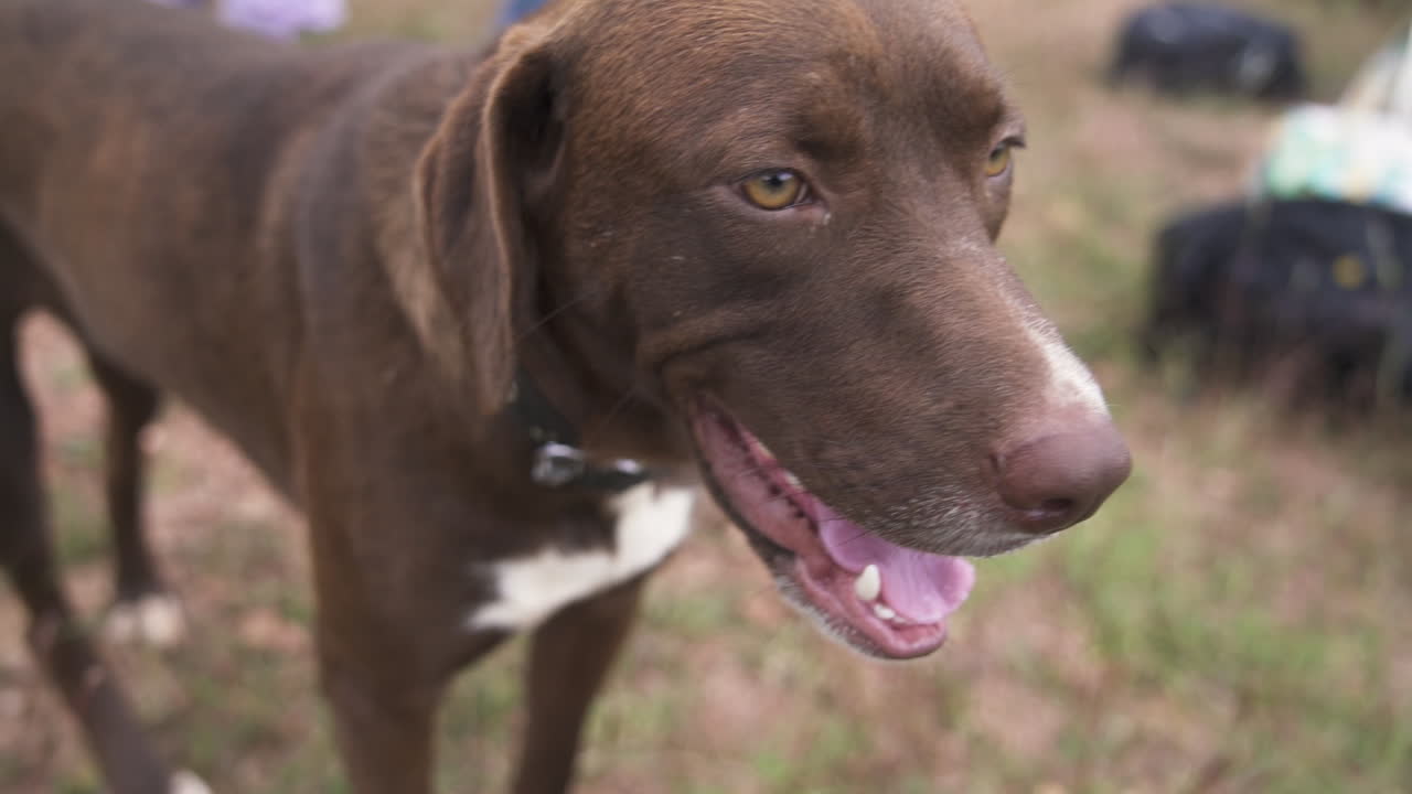 A happy brown Lab-Pointer mix dog in a slow-motion shot outdoors on a sunny day