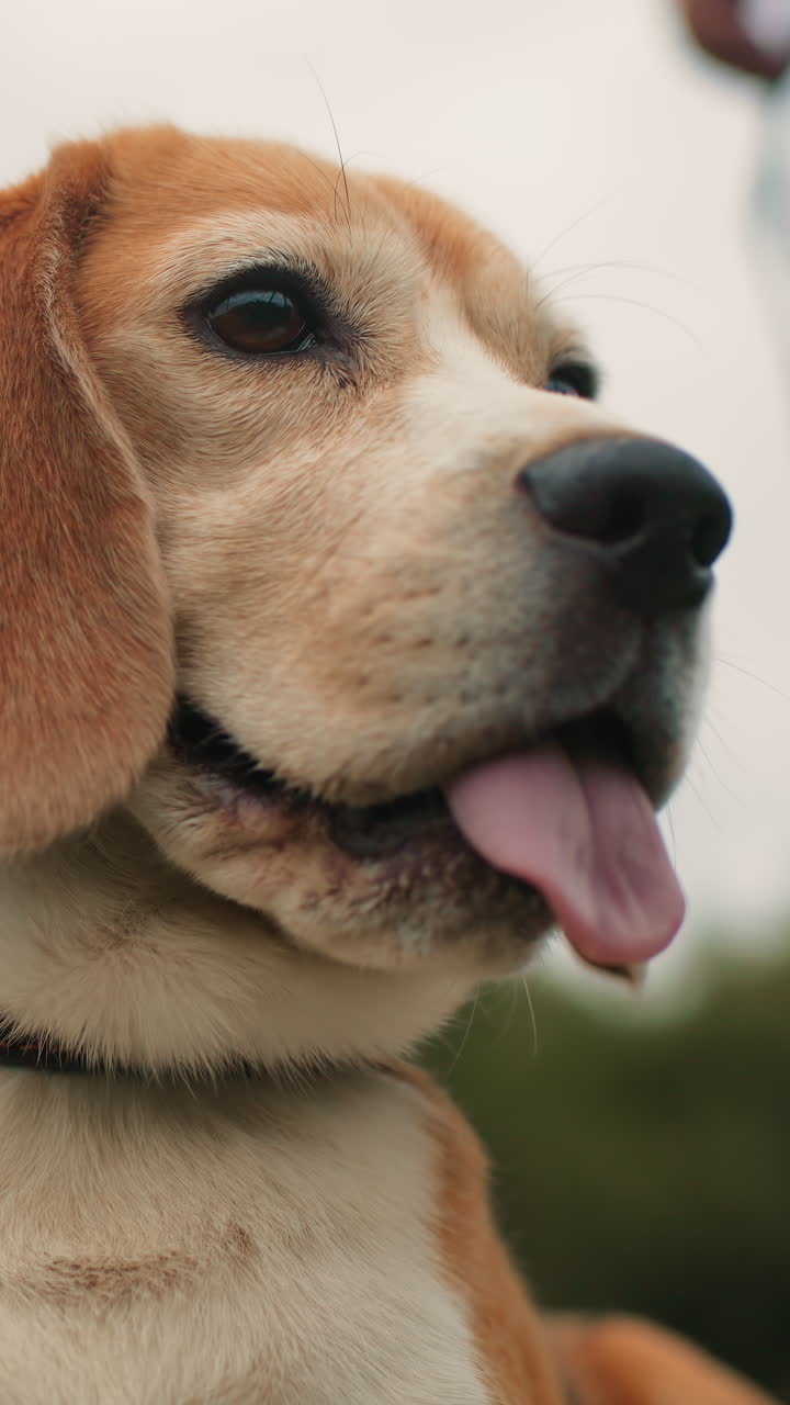 beagle en un parque, jadeando con la correa puesta y mirando atentamente al horizonte, con el collar y la correa visibles, una ligera brisa agita su pelaje, escena espontánea de paseo con cielo nuboso y fondo bokeh natural