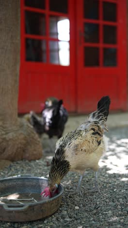 chickens by red doors