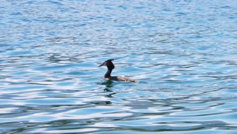 a duck swims on a very shiny blue lake