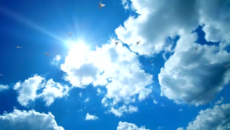 pigeons flying against beautiful blue sky, 4k