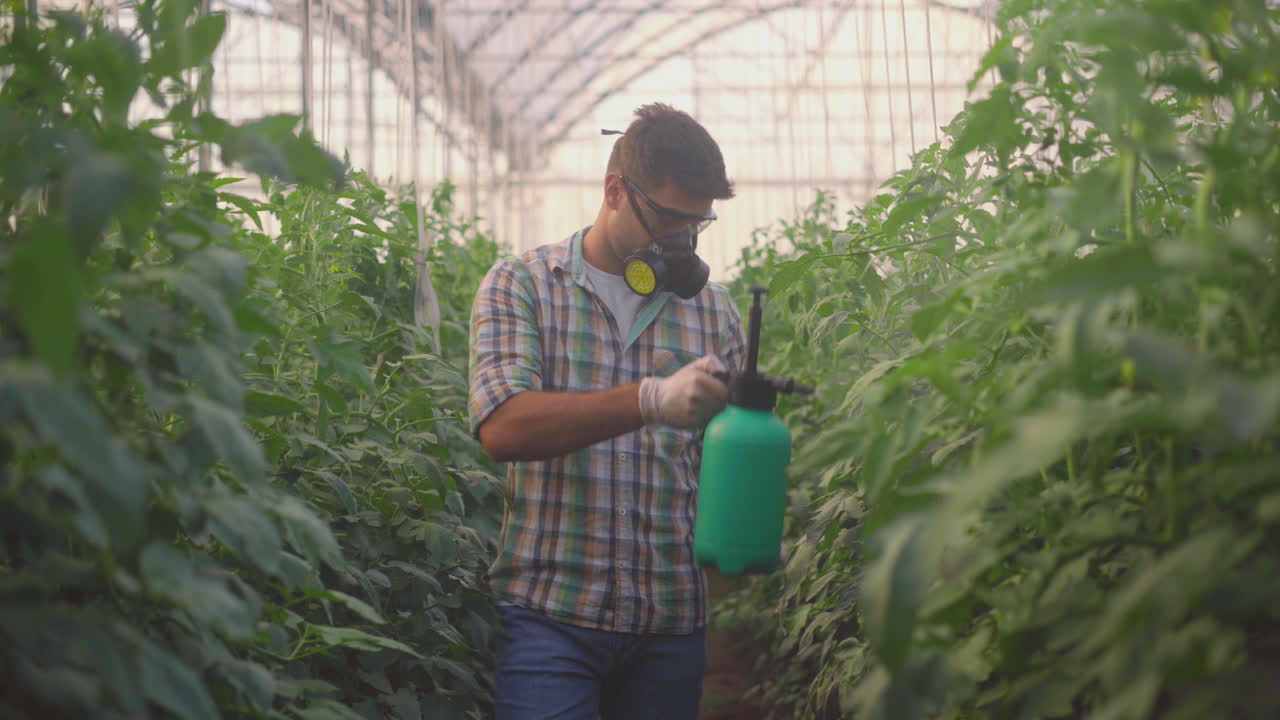 Farmer spraying tomatoes in a greenhouse