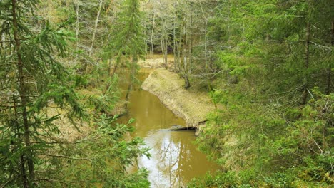 Establecimiento-De-Una-Toma-Del-Valle-Del-Río-Riva-En-Un-Día-Soleado-De-Primavera,-Espeso-Bosque-De-Altos-árboles-Siempre-Verdes,-Ubicación-Remota-Intacta,-Toma-Manual-De-Gran-Angular-Que-Avanza