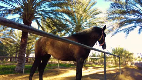 sick horse in a paddock