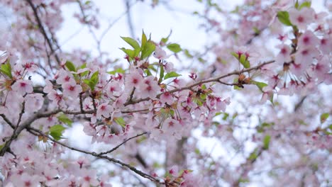 looking up at cherry blossom branches with natural pink flower blooms during springtime