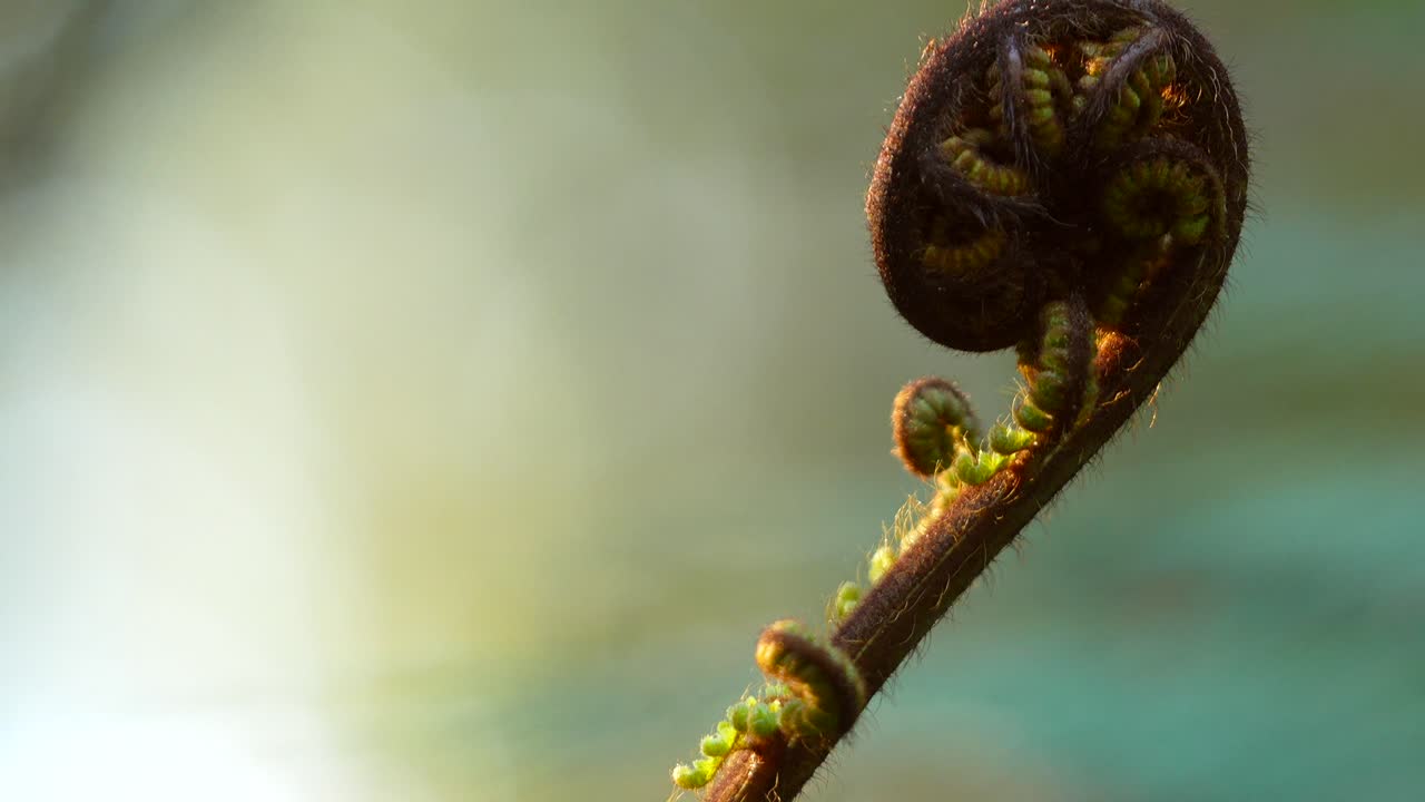 fern in pine forest in New Zealand. curled up fauna