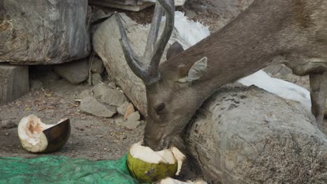 Ciervo-Ruso-De-Java-Alimentándose-De-Cocos-En-La-Isla-De-Padar,-Komodo,-Indonesia