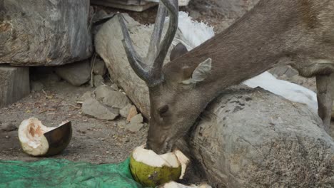 el ciervo javan rusa se alimenta de frutas de coco en la isla de padar, komodo, indonesia