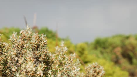 primer plano de las plantas con fondo borroso
