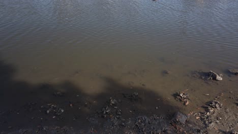 Static-shot-of-a-murky-muddy-water-from-the-side-of-the-river
